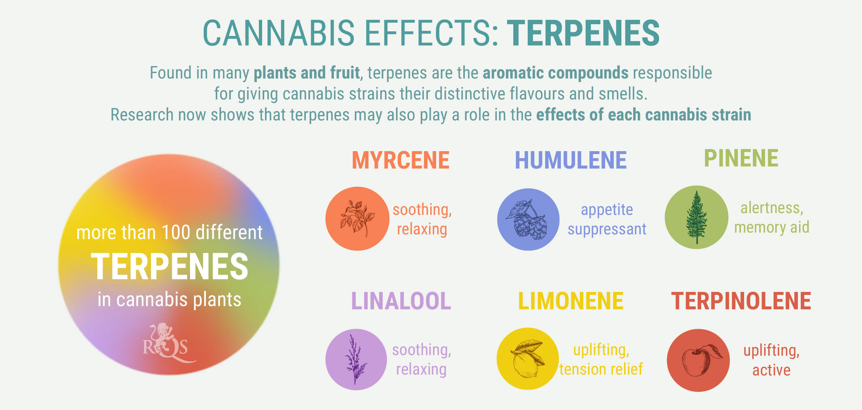 What are the difference between Indica and Sativa cannabis? RQS Blog